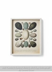 th-Century-Natural-History-Bird-Egg-Lithograph-by-Lorenz-Oken