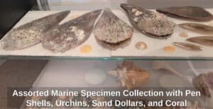 Assorted-Marine-Specimen-Collection-with-Pen-Shells-Urchins-Sand-Dollars-and-Coral