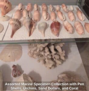 Assorted-Marine-Specimen-Collection-with-Pen-Shells-Urchins-Sand-Dollars-and-Coral-fifth-image