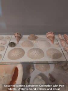 Assorted-Marine-Specimen-Collection-with-Pen-Shells-Urchins-Sand-Dollars-and-Coral-fourth-image