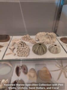 Assorted-Marine-Specimen-Collection-with-Pen-Shells-Urchins-Sand-Dollars-and-Coral-second-image
