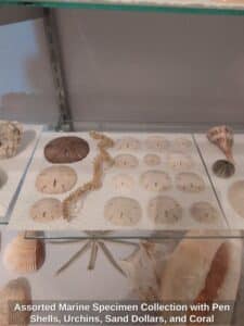 Assorted-Marine-Specimen-Collection-with-Pen-Shells-Urchins-Sand-Dollars-and-Coral-third-image