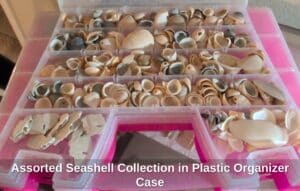 Assorted-Seashell-Collection-in-Plastic-Organizer-Case