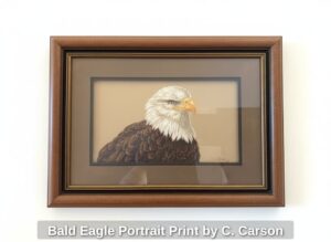 Bald-Eagle-Portrait-Print-by-C.-Carson
