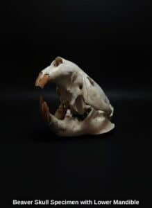 Beaver-Skull-Specimen-with-Lower-Mandible
