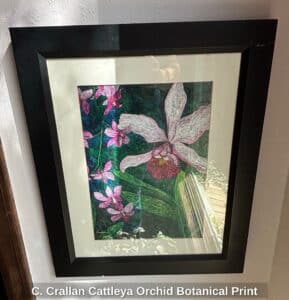 C.-Crallan-Cattleya-Orchid-Botanical-Print