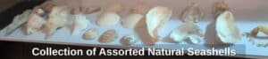 Collection-of-Assorted-Natural-Seashells