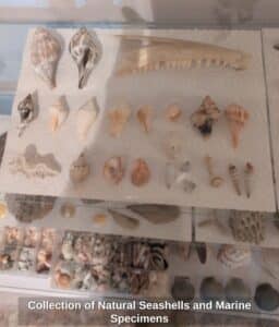 Collection-of-Natural-Seashells-and-Marine-Specimens