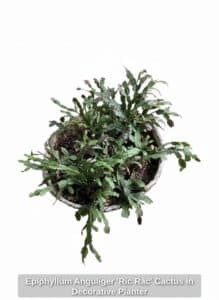 Epiphyllum-Anguliger-Ric-Rac-Cactus-in-Decorative-Planter