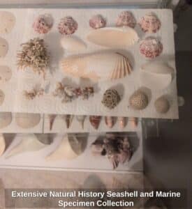 Extensive-Natural-History-Seashell-and-Marine-Specimen-Collection