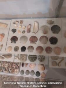 Extensive-Natural-History-Seashell-and-Marine-Specimen-Collection-fourth-image