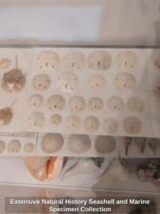 Extensive-Natural-History-Seashell-and-Marine-Specimen-Collection-second-image