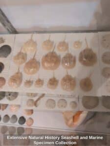 Extensive-Natural-History-Seashell-and-Marine-Specimen-Collection-third-image