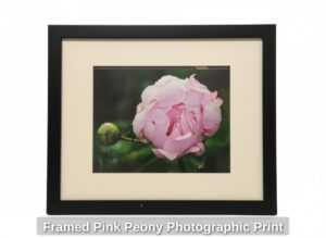 Framed-Pink-Peony-Photographic-Print