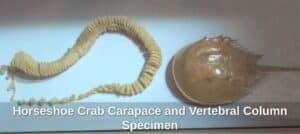 Horseshoe-Crab-Carapace-and-Vertebral-Column-Specimen