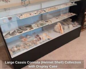 Large-Cassis-Cornuta-Helmet-Shell-Collection-with-Display-Case