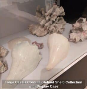 Large-Cassis-Cornuta-Helmet-Shell-Collection-with-Display-Case-fifth-image