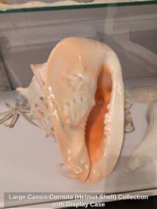Large-Cassis-Cornuta-Helmet-Shell-Collection-with-Display-Case-fourth-image
