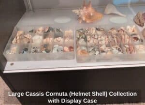 Large-Cassis-Cornuta-Helmet-Shell-Collection-with-Display-Case-second-image