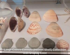 Large-Cassis-Cornuta-Helmet-Shell-Collection-with-Display-Case-third-image