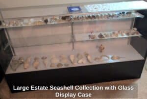 Large-Estate-Seashell-Collection-with-Glass-Display-Case