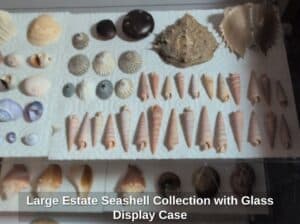 Large-Estate-Seashell-Collection-with-Glass-Display-Case-fifth-image