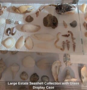 Large-Estate-Seashell-Collection-with-Glass-Display-Case-fourth-image