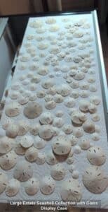 Large-Estate-Seashell-Collection-with-Glass-Display-Case-second-image