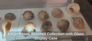 Large-Estate-Seashell-Collection-with-Glass-Display-Case-sixth-image
