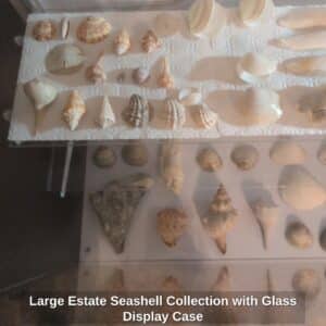 Large-Estate-Seashell-Collection-with-Glass-Display-Case-third-image