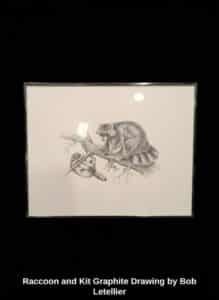 Raccoon-and-Kit-Graphite-Drawing-by-Bob-Letellier