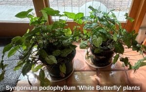 Syngonium-podophyllum-White-Butterfly-plants