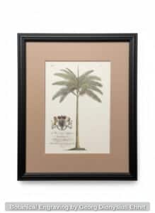 Botanical-Engraving-by-Georg-Dionysius-Ehret