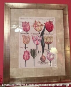 Emanuel-Sweerts-Florilegium-Tulip-Botanical-Print