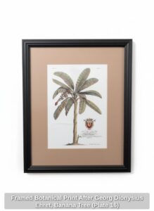 Framed-Botanical-Print-After-Georg-Dionysius-Ehret-Banana-Tree-Plate-
