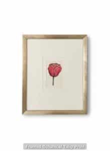 Framed-Botanical-Tulip-Print