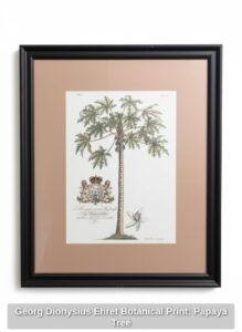 Georg-Dionysius-Ehret-Botanical-Print-Papaya-Tree