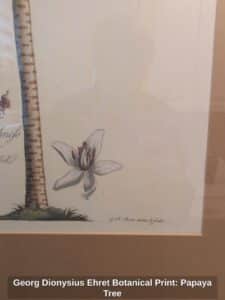 Georg-Dionysius-Ehret-Botanical-Print-Papaya-Tree-second-image