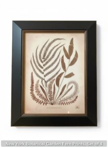 New-York-Botanical-Garden-Fern-Prints-Set-of