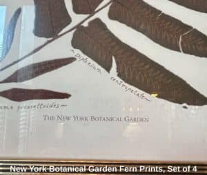 New-York-Botanical-Garden-Fern-Prints-Set-of-fifth-image