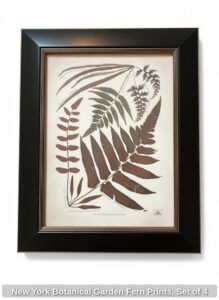 New-York-Botanical-Garden-Fern-Prints-Set-of-fourth-image