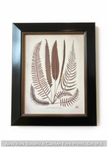New-York-Botanical-Garden-Fern-Prints-Set-of-second-image