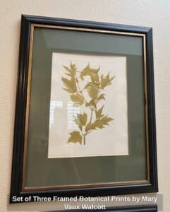 Set-of-Three-Framed-Botanical-Prints-by-Mary-Vaux-Walcott