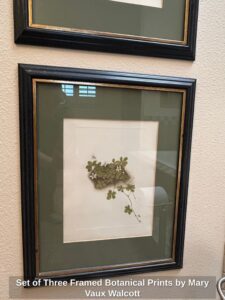 Set-of-Three-Framed-Botanical-Prints-by-Mary-Vaux-Walcott-third-image