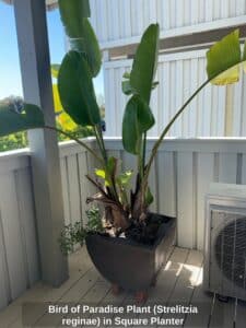 Bird-of-Paradise-Plant-Strelitzia-reginae-in-Square-Planter