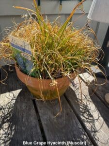 Blue-Grape-Hyacinth-Muscari