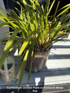 Cymbidium-Orchid-Plant-in-Textured-Metal-Pot