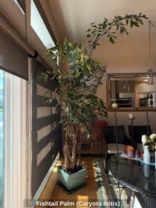 Fishtail-Palm-Caryota-mitis