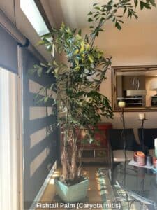 Fishtail-Palm-Caryota-mitis-B