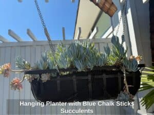 Hanging-Planter-with-Blue-Chalk-Sticks-Succulents